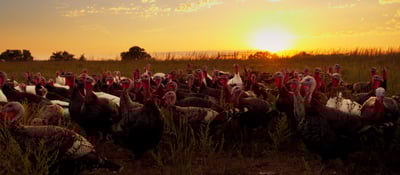 Eating Animals thumbnail