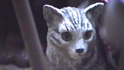 The Invisible World thumbnail