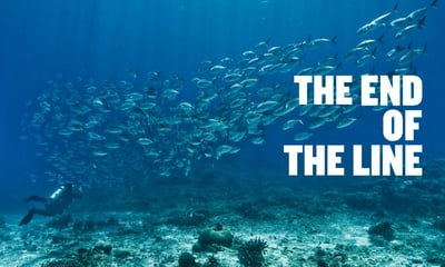 The End of the Line thumbnail